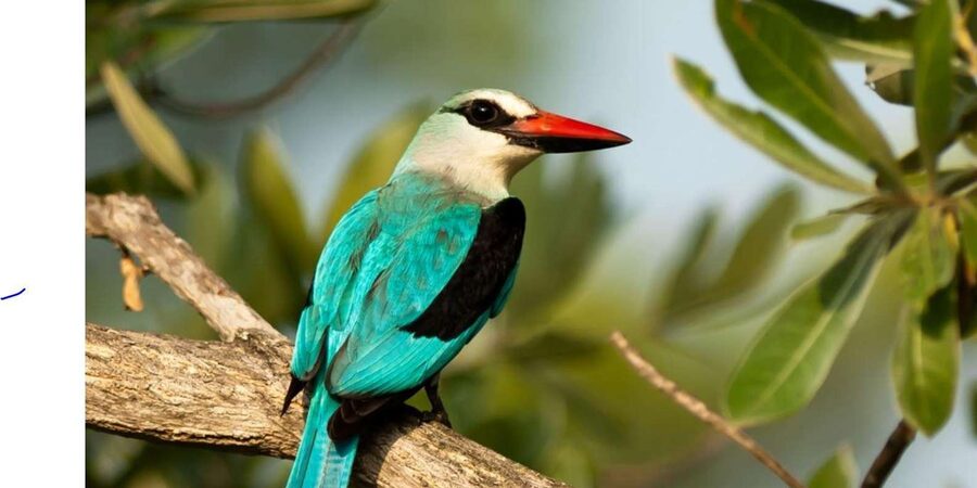 Kruger National Park & Blyde River Canyon 4 Day Safari - FAQ