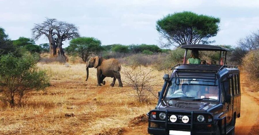 Kruger National Park & Blyde River Canyon 4 Day Safari - Full day Kruger game drive: best odds, clear timing, smart lunch plan