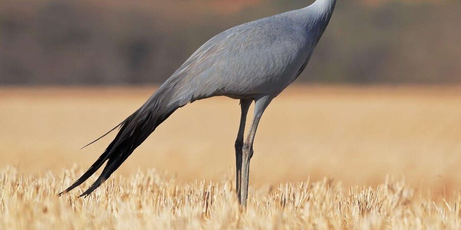 Kruger National Park & Blyde River Canyon 4 Day Safari - Who should book this safari, and who should think twice