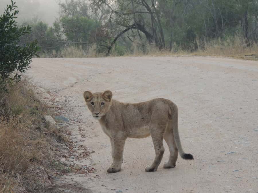 Kruger National Park: Full-Day Game Drive with Pickup - Key highlights to look for