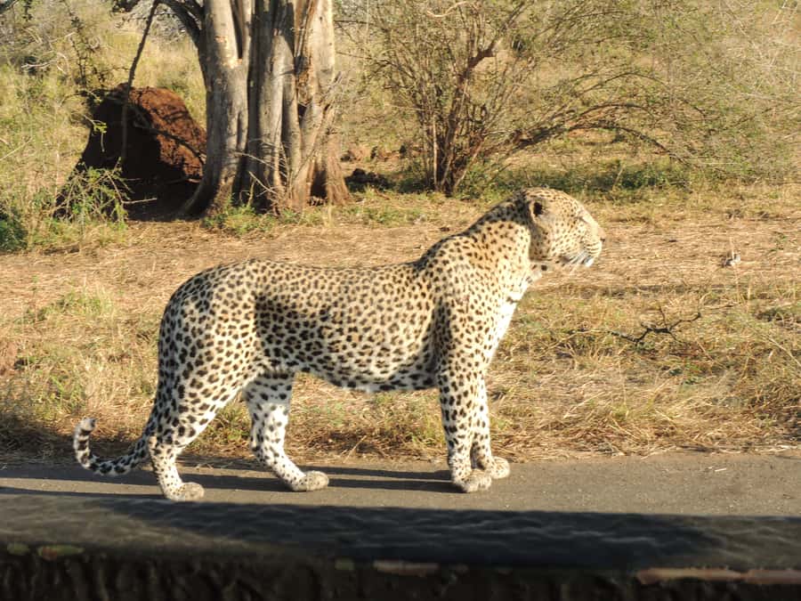 Kruger National Park: Full-Day Game Drive with Pickup - Kruger from an open 4x4 is the whole point