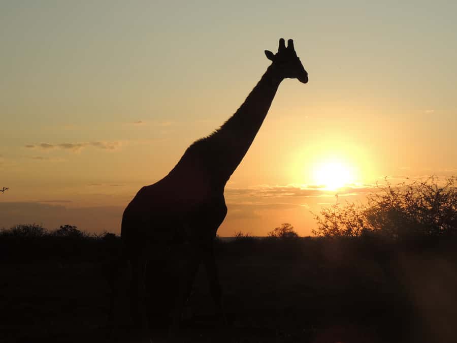 Kruger National Park: Full-Day Game Drive with Pickup - How the full-day game drive really plays out