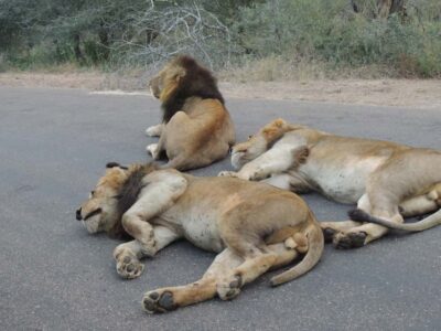 Full-Day Game Drive with Pickup