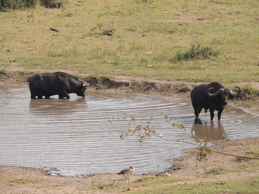 Kruger National Park: Full-Day Game Drive with Pickup - The two rest camp stops: breakfast, then lunch