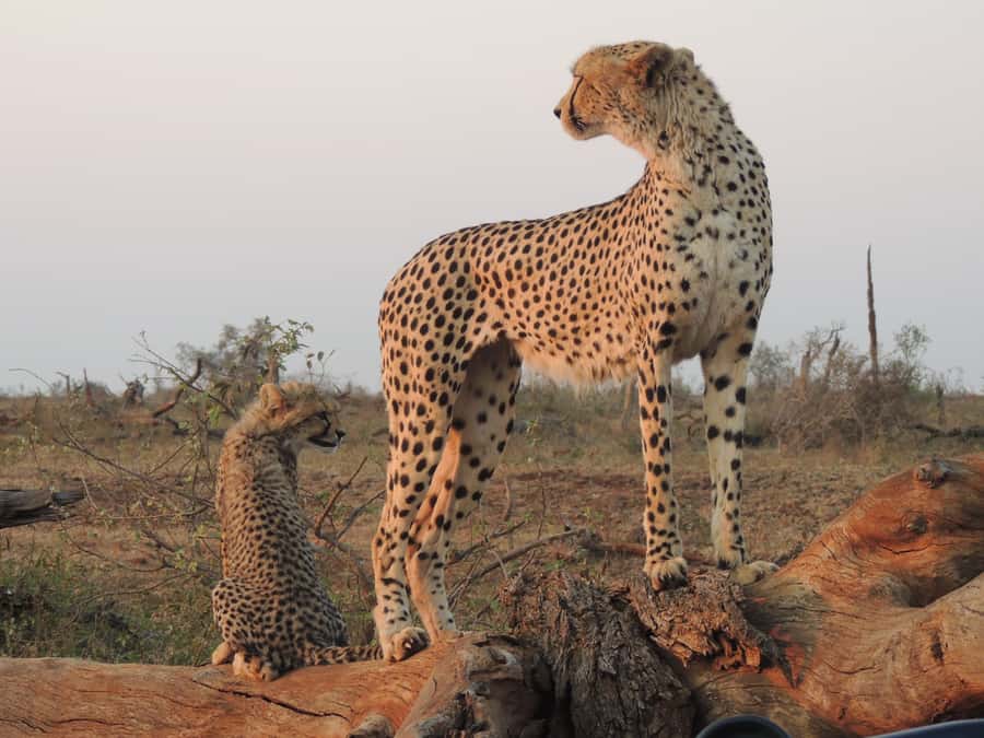Kruger National Park: Full-Day Game Drive with Pickup - Big Five chances, plus the wildlife you might not expect