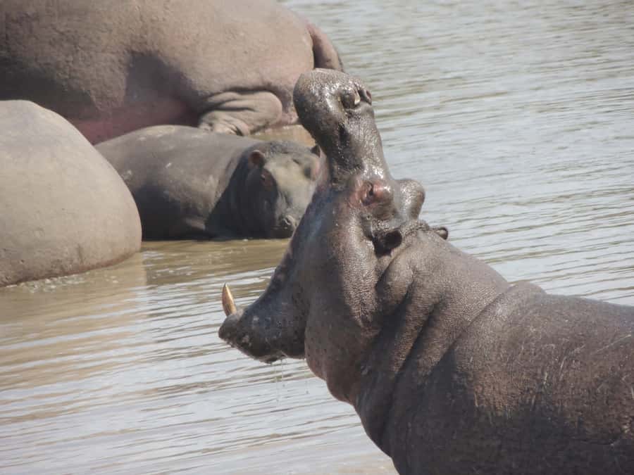 Kruger National Park: Full-Day Game Drive with Pickup - Price, conservation fees, and what value looks like