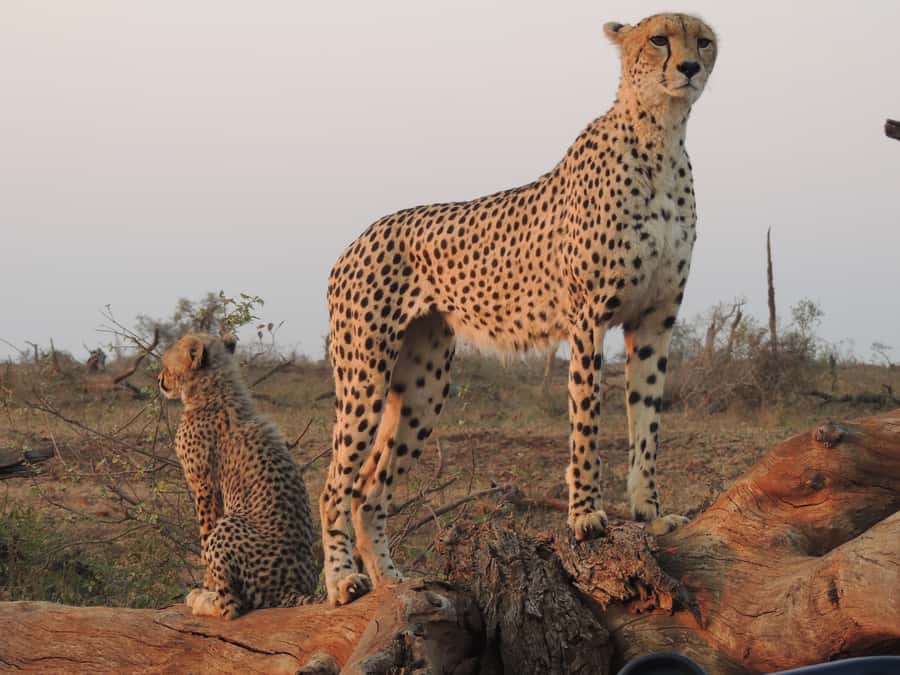 Kruger National Park: Full-Day Game Drive with Pickup - What to bring (and what to skip) for a smooth safari