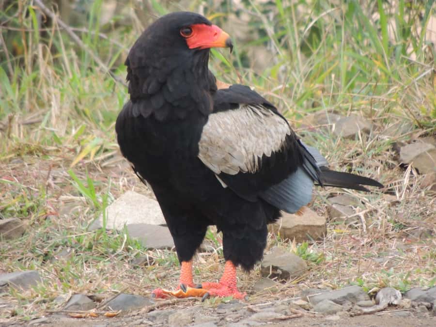 Kruger National Park: Full-Day Game Drive with Pickup - Who this tour fits best, and who should think twice