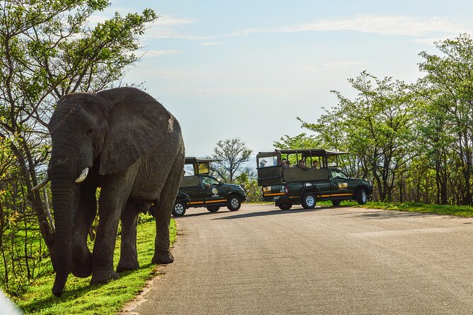 Kruger National Park Full Day Private safari - 5:30 am Start: The Morning Drive That Sets Up the Whole Day