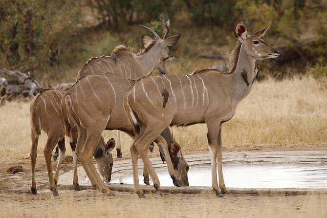 Kruger National Park Full Day Private safari - Big Five Time: How the Guide Helps You Find More Than Random Luck