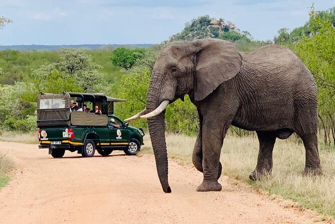 Kruger National Park Full Day Private safari - Photo Stops That Don’t Feel Like Time Wasting