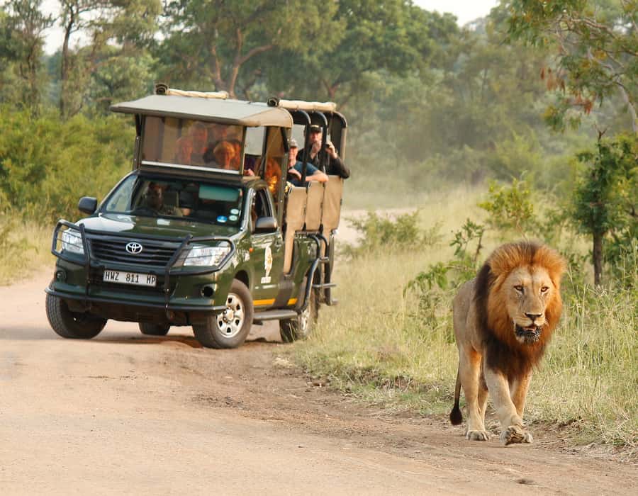 Kruger National Park: Full-Day Private Safari With Pickup - Key things that make this safari worth your time