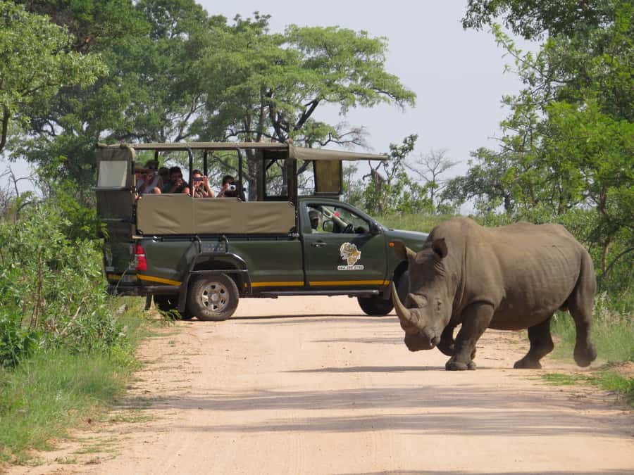 Kruger National Park: Full-Day Private Safari With Pickup - What a 10-hour open-vehicle game drive really delivers