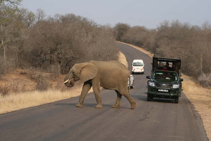 Kruger National Park Full-Day Safari - Key Things I’d Bet You’ll Notice