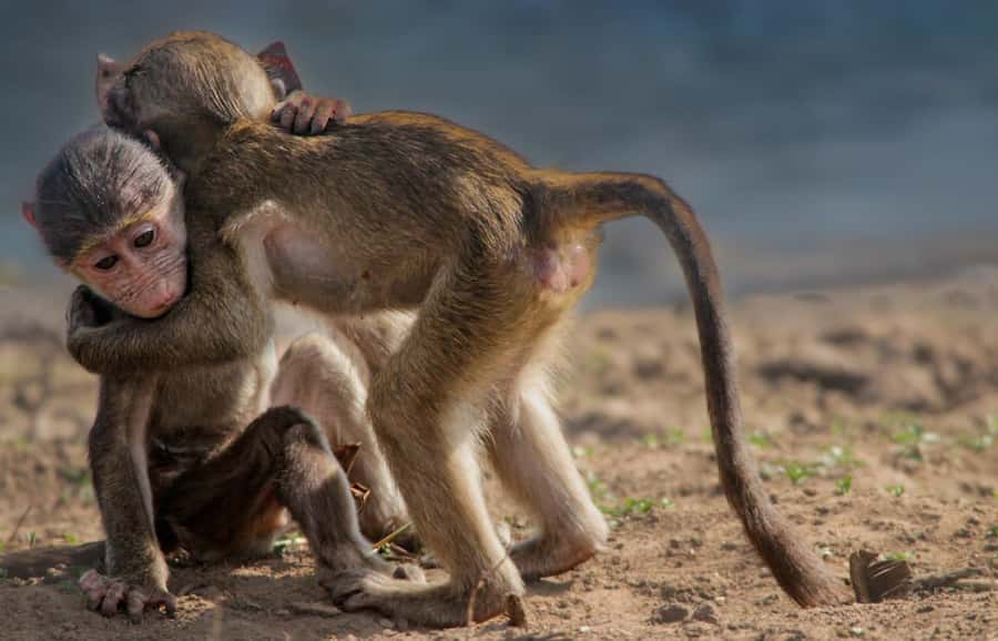 Kruger National Park Full-Day Safari - What Your Day Feels Like, Hour by Hour (Typical Flow)