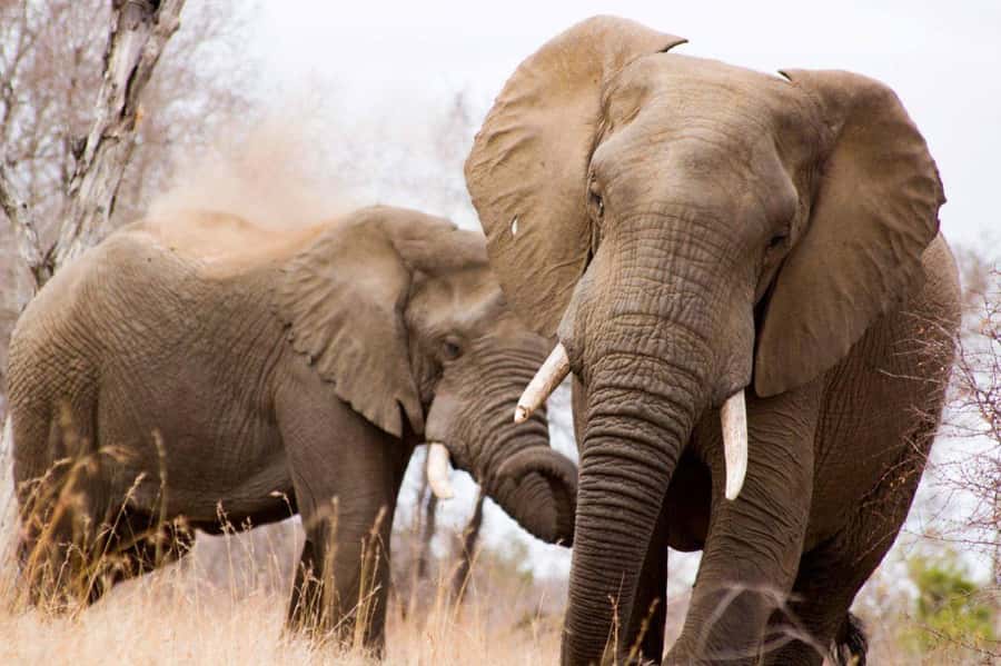 Kruger National Park Full-Day Safari - Why Kruger National Park Works So Well for a Full-Day Safari
