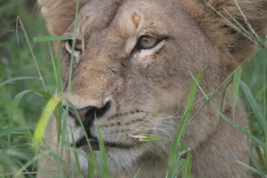 Kruger National Park Full-Day Safari - Big Five Chances, Powered by How the Guide Drives