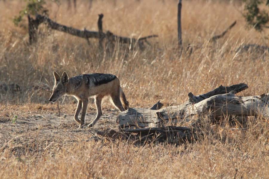 Kruger National Park Full-Day Safari - The Park’s Human Footprints: Bushman Rock Paintings and Archaeology