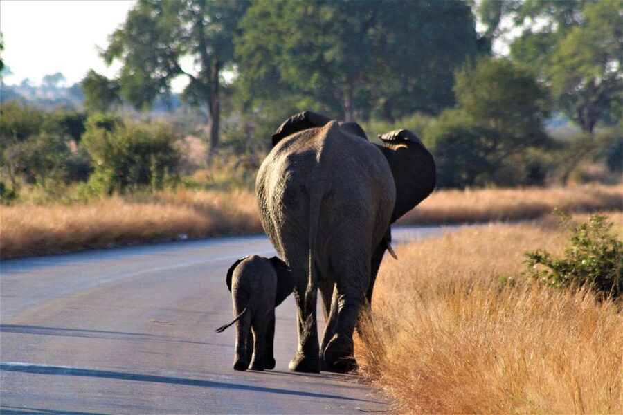 Kruger National Park Full-Day Safari - Open vs Closed Safari Vehicles: Pick Comfort Without Losing the Vibe