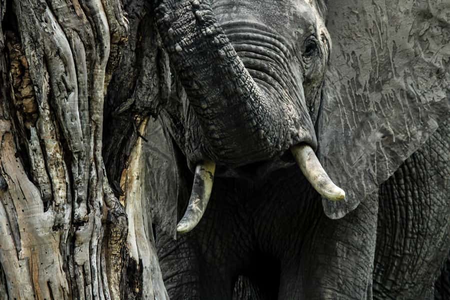 Kruger National Park Full-Day Safari - Bottled Water, and Why It Matters on a 10-Hour Day