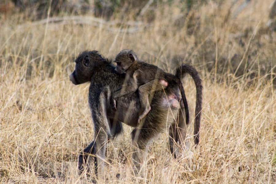Kruger National Park Full-Day Safari - Price and Logistics: Is $130 Good Value?