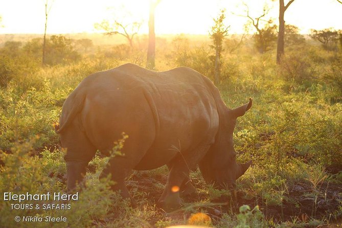 Kruger National Park Full-Day Safari from Hazyview - Value for money: what $129.40 gets you in real terms