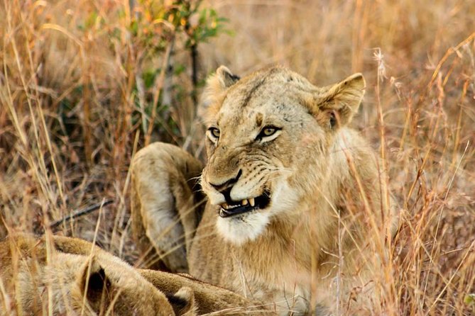 Kruger National Park Full-Day Safari from Hazyview - Inside Kruger: a full day across mammals, birds, reptiles, and more