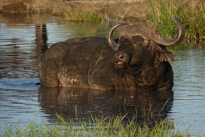 Kruger National Park Full-Day Safari from Hazyview - The early gate plan (05:30) and why it changes your day