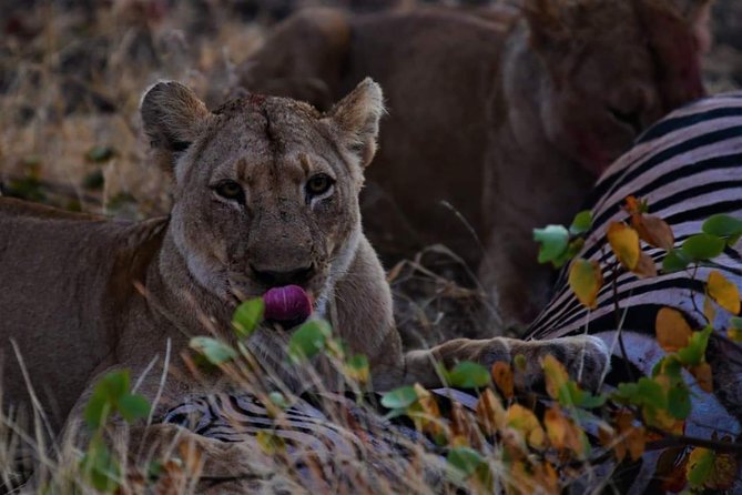 Kruger National Park Full Day Tour Minimum 2people - The core experience: an 8-hour game drive for Big Five chances