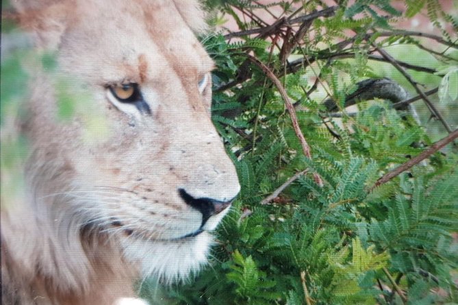 Kruger National Park Full Day Tour Minimum 2people - Break time in Skukuza: plan for food, hydration, and timing