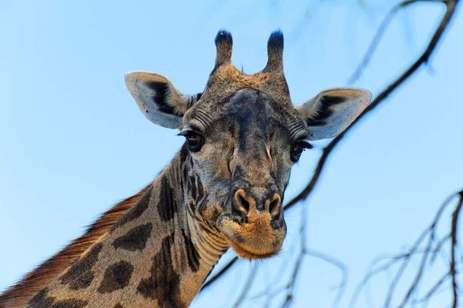 Kruger National Park Full Day Tour Minimum 2people - The “maximum 30” group size, comfort, and how to get the best views