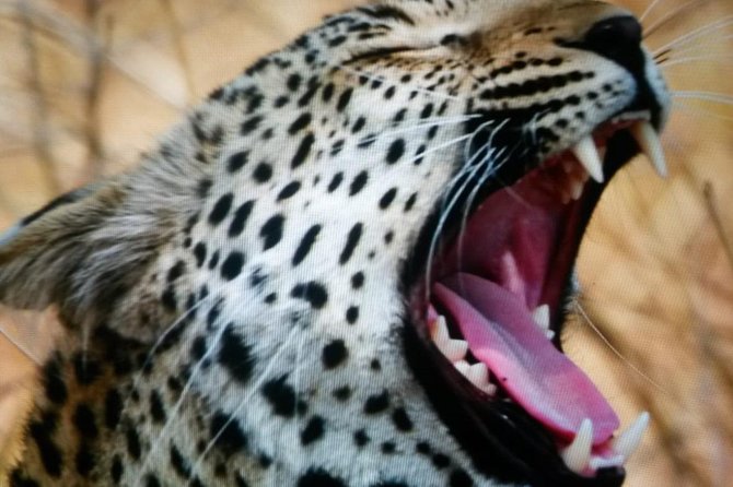 Kruger National Park Full Day Tour Minimum 2people - Weather matters, because Kruger is a morning-and-move kind of place