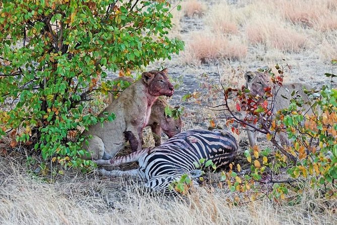 Kruger National Park Full Day Tour Minimum 2people - Guides are the difference maker, especially when they narrate