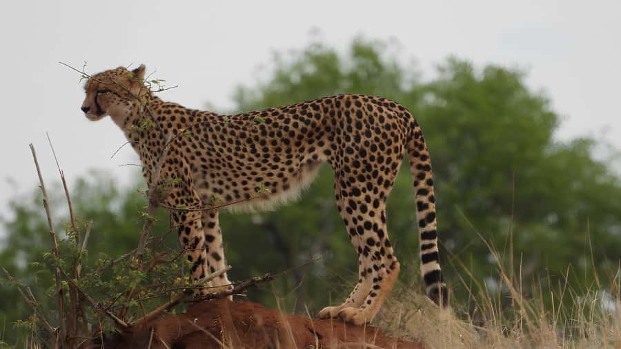 Kruger National Park Game Drive (Half-Day PM) - Big Five chances, plus the surprises that make Kruger special