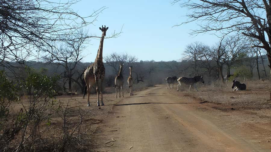 Kruger National Park Game Drive (Half-Day PM) - The open safari vehicle: better views, real wildlife energy