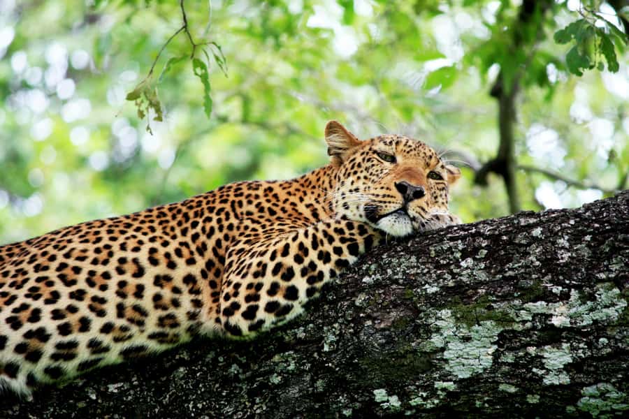 Kruger National Park half day - Key things I’d focus on before you go