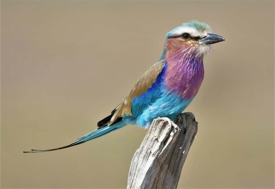 Kruger National Park half day - Rules of the road inside Kruger and how to stay comfortable
