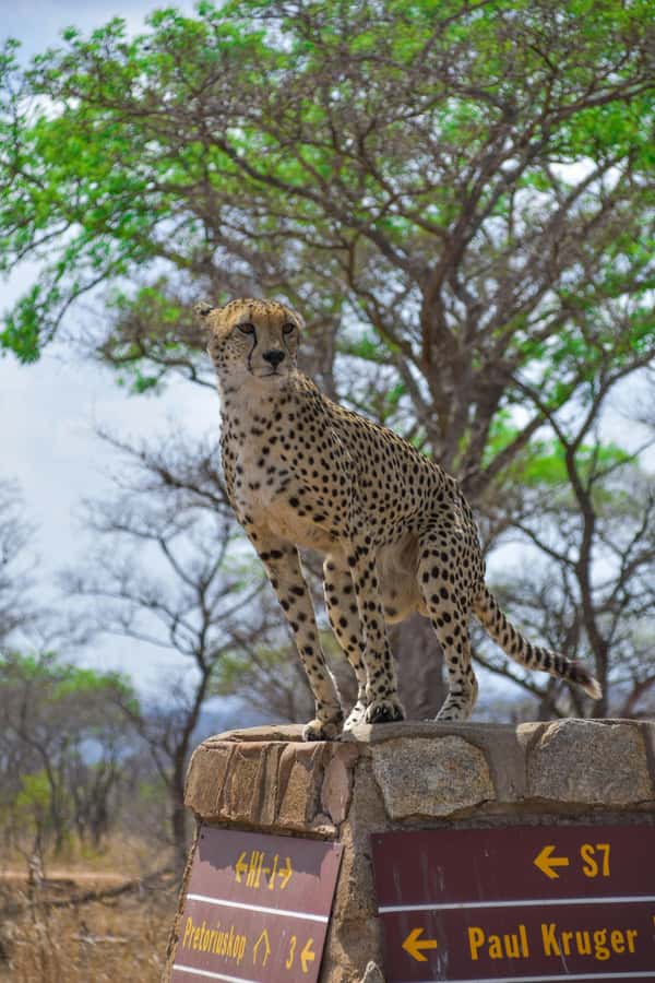 Kruger National Park half day - Wildlife odds: what you’re most likely to see in the first run