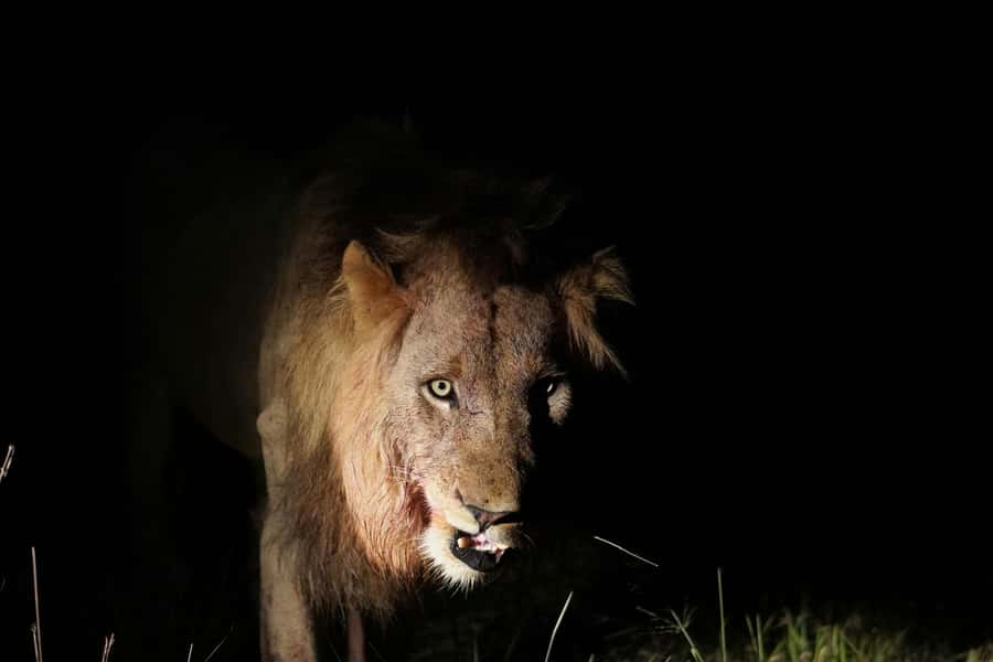 Kruger National Park half day - Breakfast stop and the midday reset you will actually need