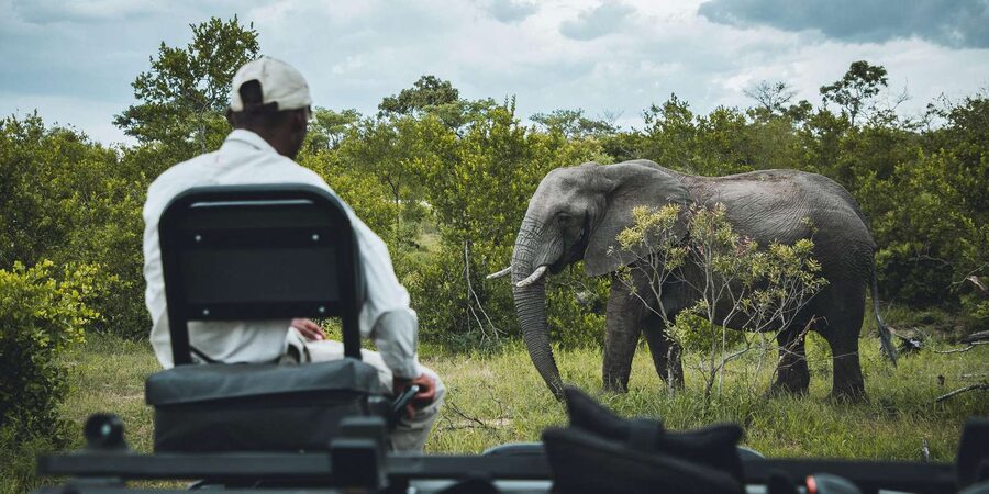 Kruger National Park half day - The human side: guides, pacing, and what small-group really means
