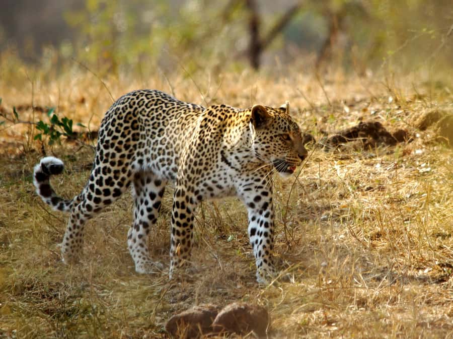 Kruger National Park half day - Price and value: what $44 covers and what to budget
