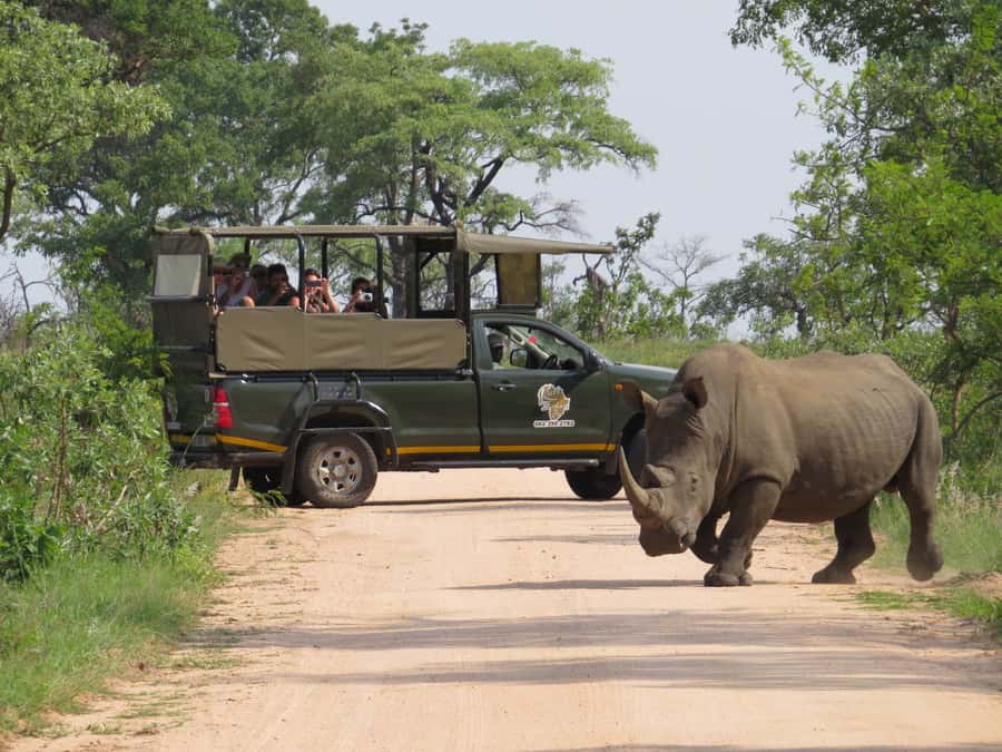 Kruger National Park: Morning Safari - Key things I’d watch for