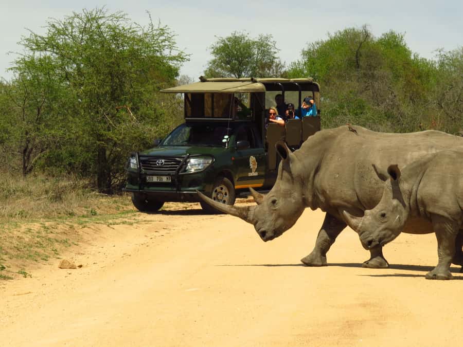 Kruger National Park: Morning Safari - Morning Safari in Kruger: Why starting early changes the day