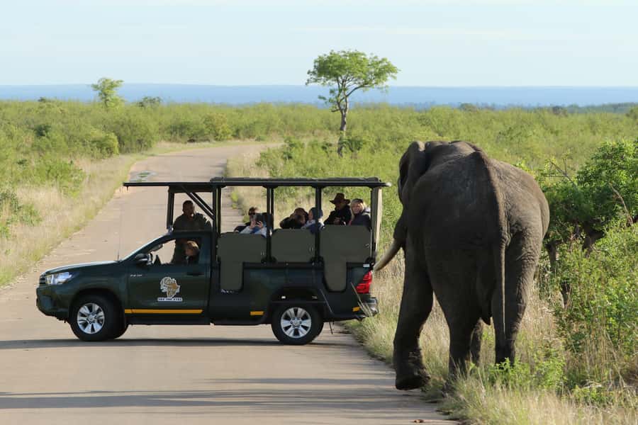 Kruger National Park: Morning Safari - The driving plan: Kruger’s 200 km of roads and what it means