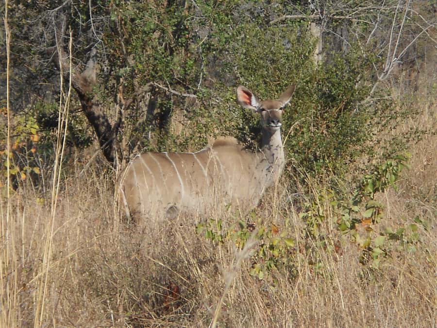 Kruger National Park Morning Safari - Sunrise in the Bush: The Sounds You Do Not Want to Miss