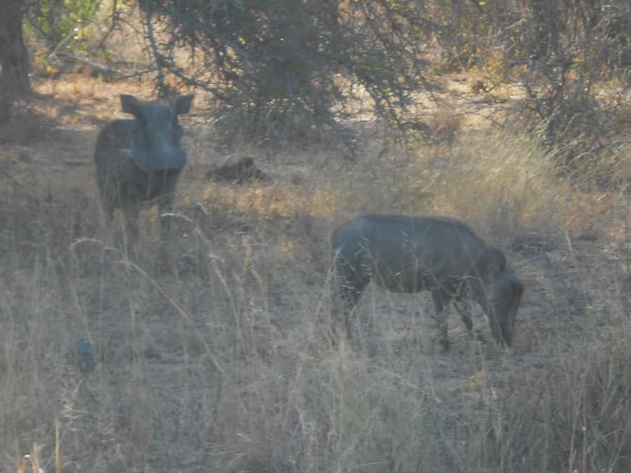 Kruger National Park Morning Safari - Big Five Chances in Natural Habitat, Not a Checklist Race