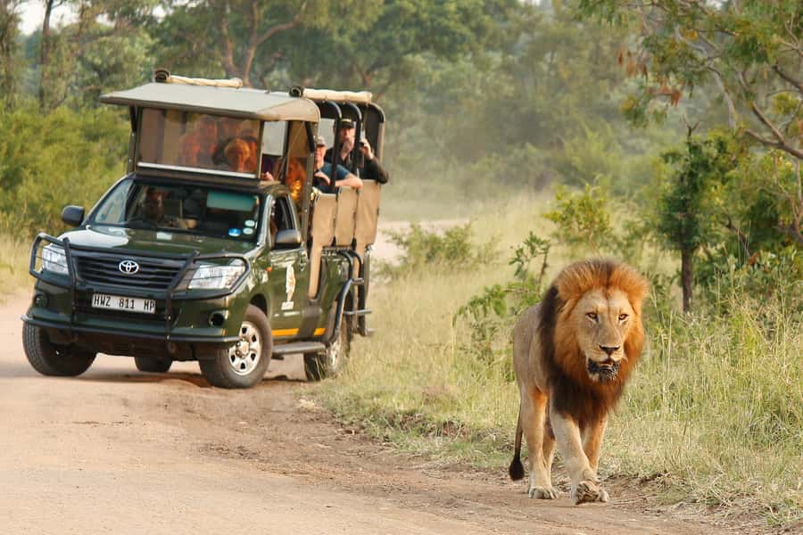 Kruger National Park Morning Safari - Getting from Hazyview to Kruger Before the Day Warms Up