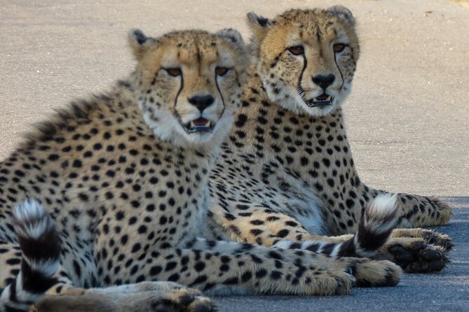 Kruger National Park - Private full day Safari trip. - A private Kruger day that trades tents for time on the road