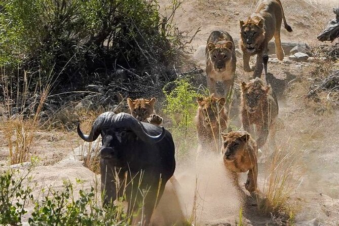 Kruger National Park - Private full day Safari trip. - Big game goals, plus the guide who can spot smaller stories