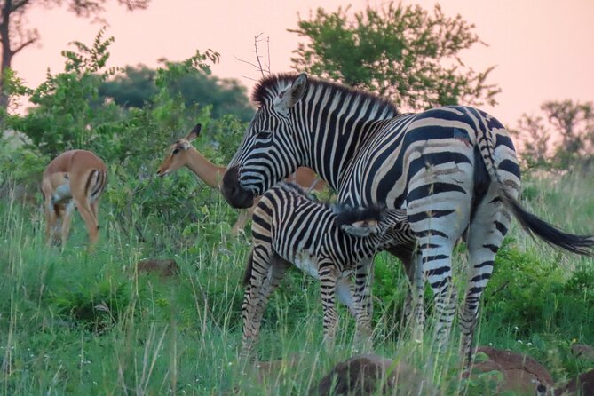 Kruger National Park - Private full day Safari trip. - Price and logistics: what you pay, what you still need, and the real value